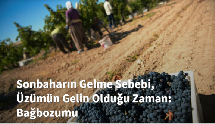 Sonbaharın Gelme Sebebi , Bağbozumu 